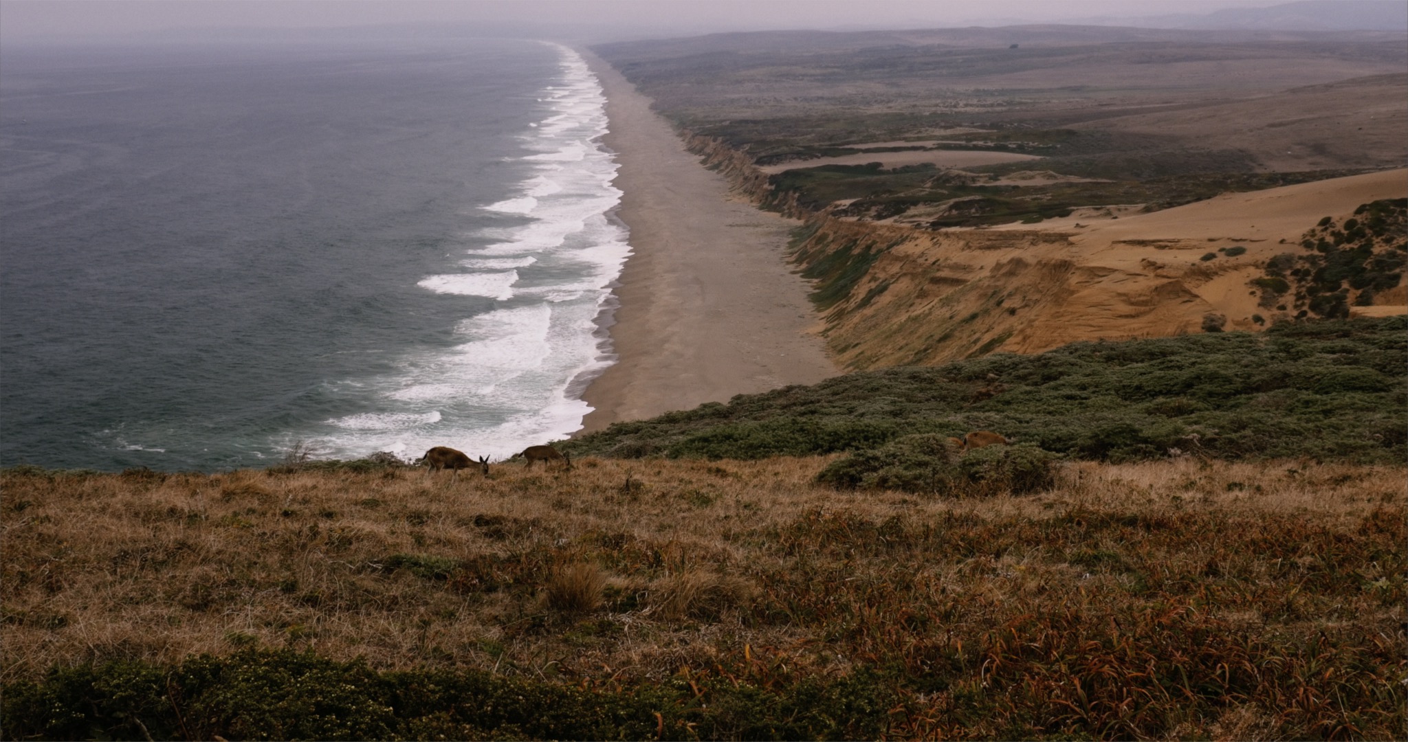 The Cosmological Glasse